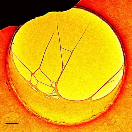 This is a special microscope image that has found that DNA is active in space time.