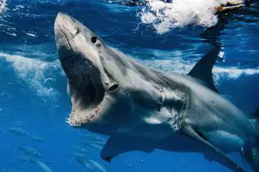 This is an image of a great white shark with his mouth wide open while he's close to the surface of the water.