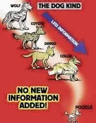 This is an image that shows different dogs and how a dog remains a dog. And no matter how a dog is bred the information is not new information it's just mixed information. So when an evolutionist tries to argue that breeding dogs is evolution. It's not because no new information is added. Because breathing is just exchanging information.