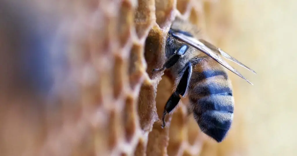 This is an image of a bee sticking its head in one of the holes in a honeycomb. Probably either tending to the larvae that's in it, or cleaning it out so another bee can lay eggs in it.