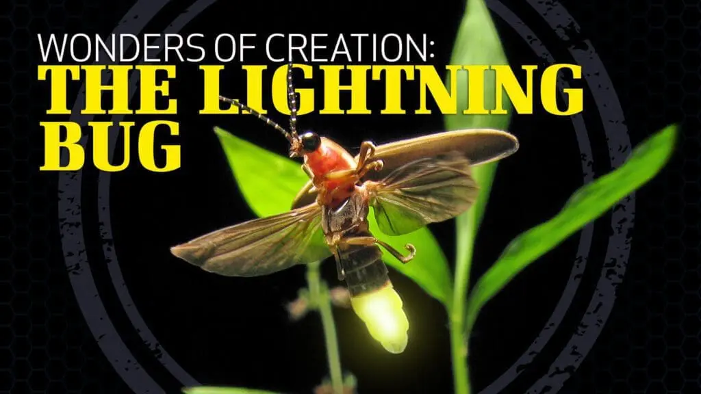 This image is on the wonders of creation, the lightning bug. Click image to play video.