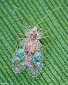 This is a beetle that has wings that are see-through like glass, and looks like stained glass. There's even different colors if you look at it from different angles.