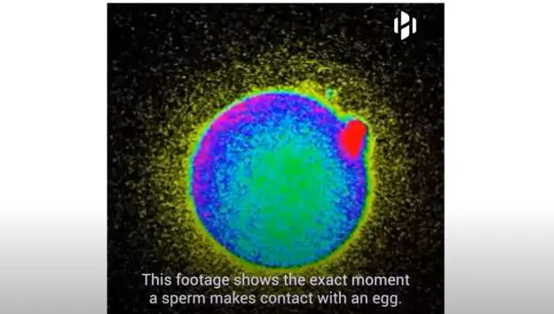 This is an image of the light that comes from the egg that's just been fertilized. If you click the image you can actually see the video on this.