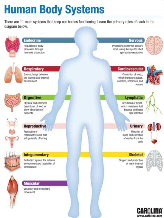 This shows the organs inside of a human and the systems as well.