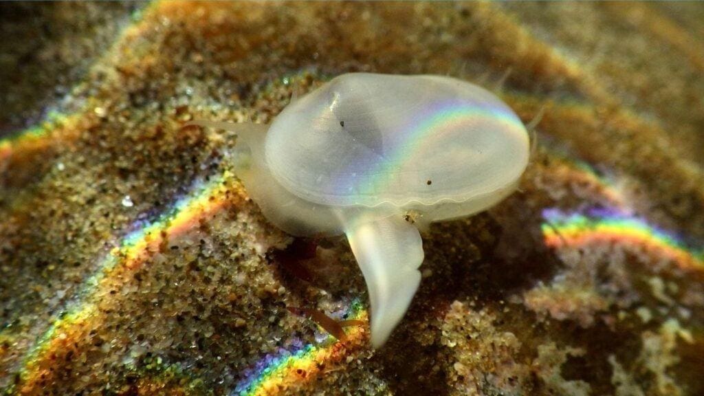 This is an image of a clam at the bottom of the ocean that's sticking out a tentacle like thing trying to detect what's in front of it as it moves along the bottom of the ocean.
