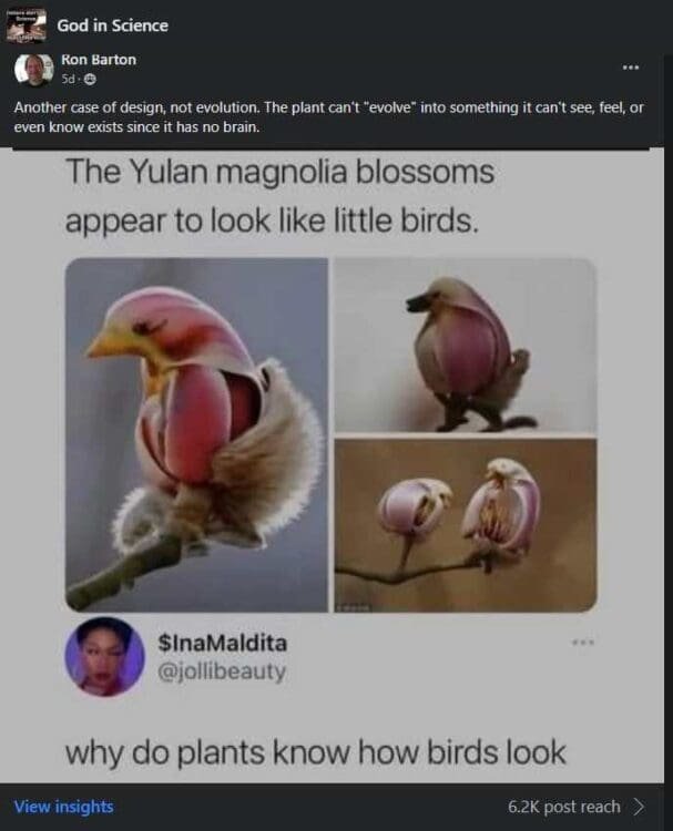 This is an image from the same Facebook group and it shows Plants growing blooms that look like birds. This one is called the yulan Magnolia blossoms. And the person who posted at the bottom of this image said: why do plants know how birds look?