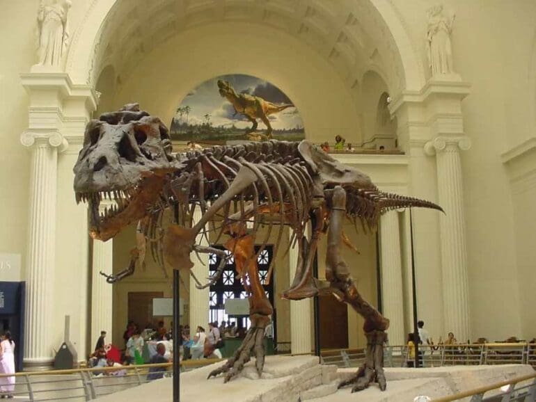 This is a dinosaur fossil display in a museum. It looks like a Tyrannosaurus Rex. It walks on two feet and has very small hands on the front it's mostly complete but is missing a few bones.