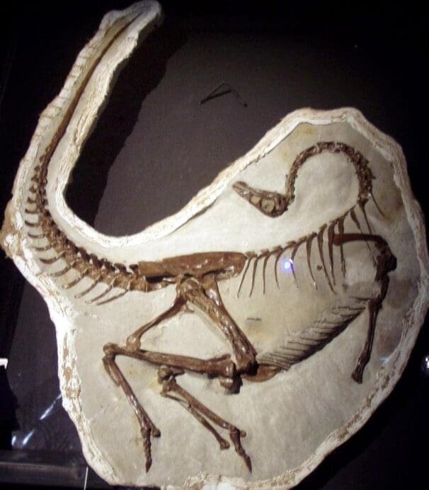 This is an image of a dinosaur fossil in a rock with its head talked back like it's gasping for air. This would only happen if this fossil drowned in the flood.