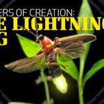 Lightening bugs