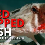 Red lipped BatFish