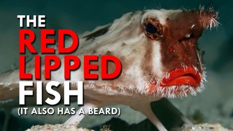 Red Lipped fish.