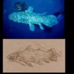 A Coelacanth