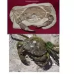 Crabfossil