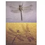 Dragonfly1