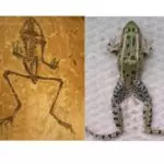 Frogsfossil