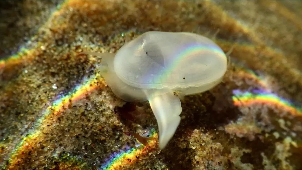 This is an image of a clam at the bottom of the ocean that's sticking out a tentacle like thing trying to detect what's in front of it as it moves along the bottom of the ocean.
