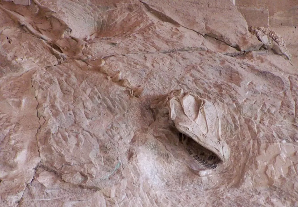 fossils